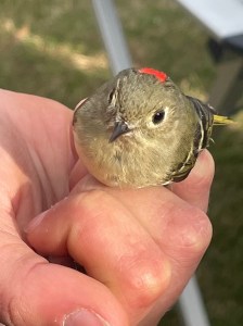 Raleigh NC Prairie Ridge Ecostation - Ruby-crowned Kinglet (March 2025)